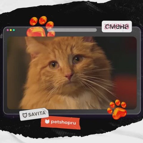 Построили лес, приручили рысь, провели кастинг кошек: ТВ-ролик для Petshop.ru