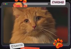 Построили лес, приручили рысь, провели кастинг кошек: ТВ-ролик для Petshop.ru