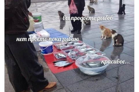 😂Кажется, Москвариум на ВДНХ (который — крупнейший в Европе) решил запатентовать мем про рыбов для использования в интересах собственного промо2